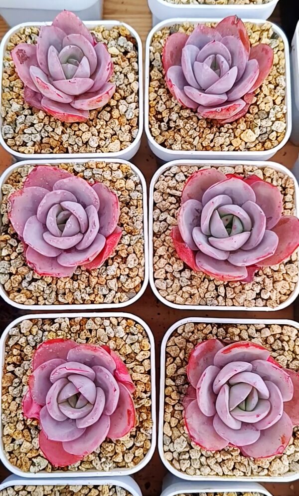 Echeveria Brinks Blue – Image 3