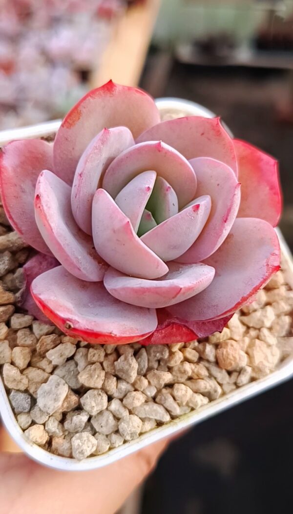 Echeveria Brinks Blue – Image 2