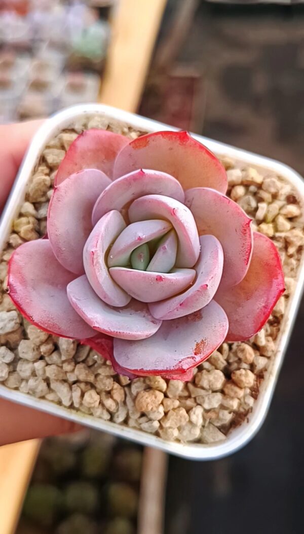 Echeveria Brinks Blue
