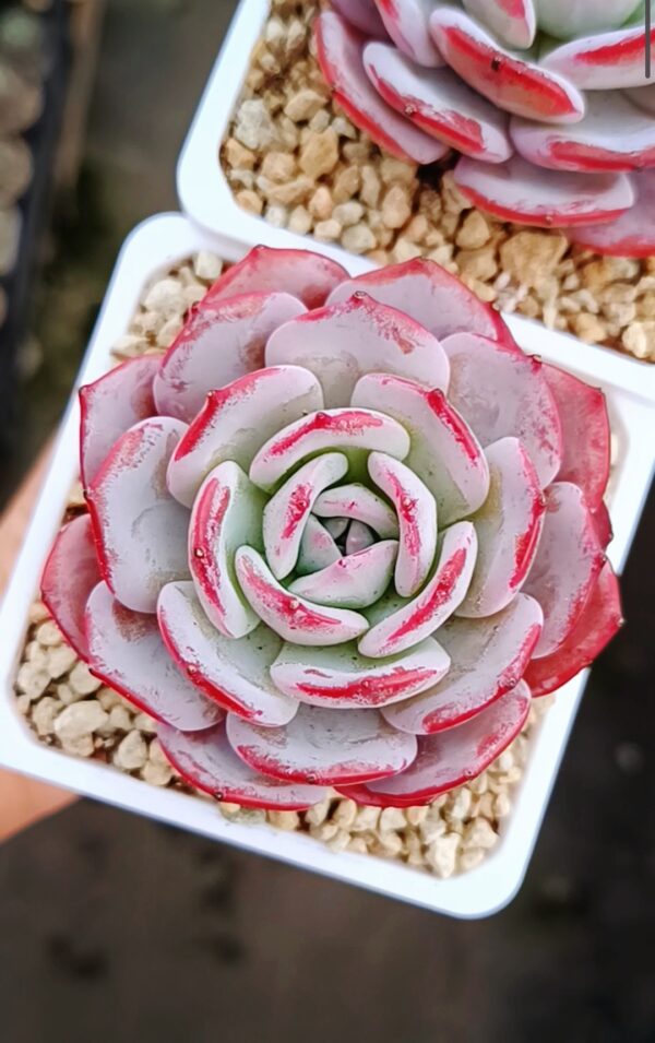 Echeveria Fairy Flavor