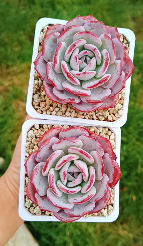 Echeveria Fairy Flavor – Image 2