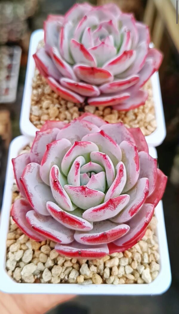 Echeveria Fairy Flavor – Image 3