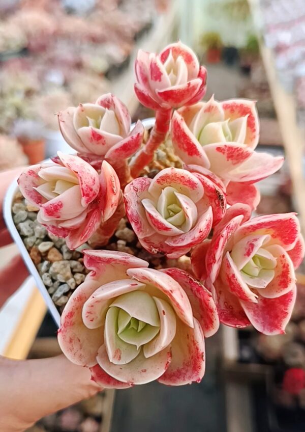 Echeveria Star Natha cluster S – Image 2