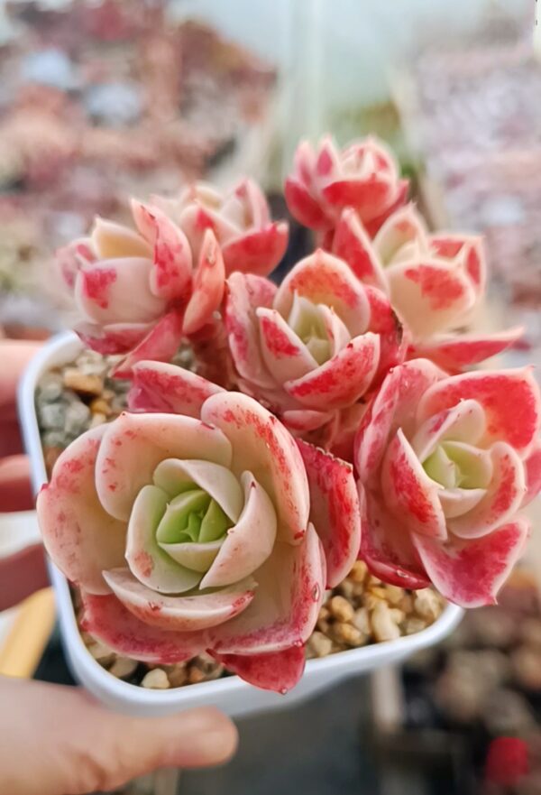 Echeveria Star Natha cluster S