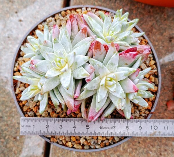 Dudleya Gnoma cluster – Image 5