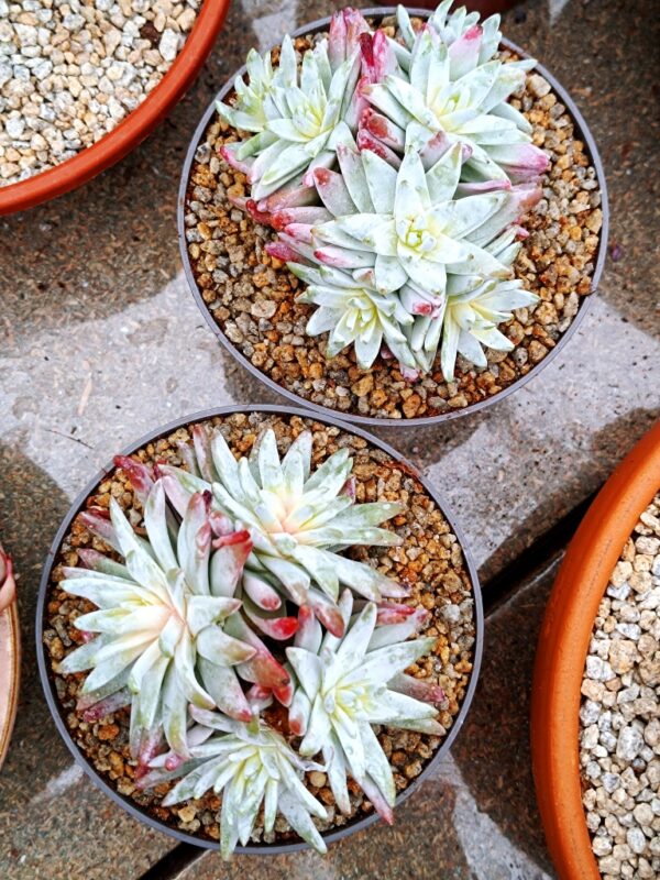 Dudleya Gnoma cluster – Image 4