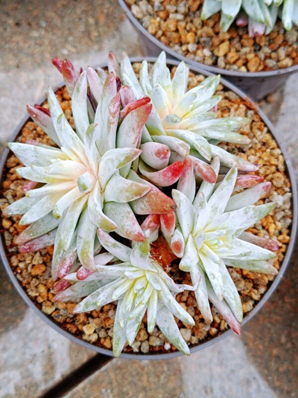 Dudleya Gnoma cluster – Image 3