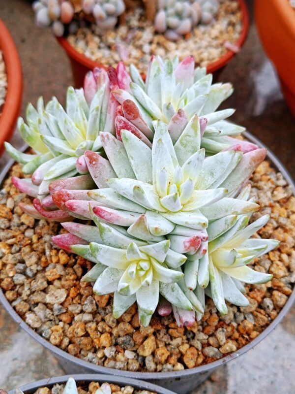 Dudleya Gnoma cluster – Image 2