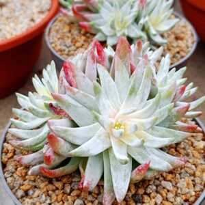 Dudleya Gnoma cluster