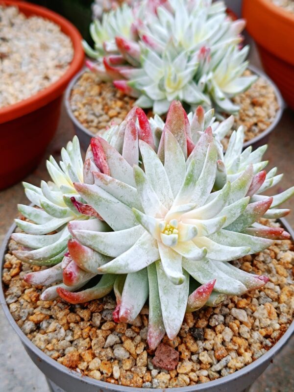 Dudleya Gnoma cluster