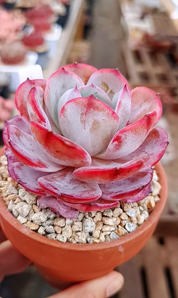 Echeveria Fairy Flavor – Image 2