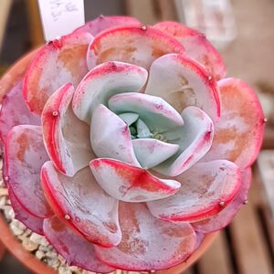 Echeveria Fairy Flavor