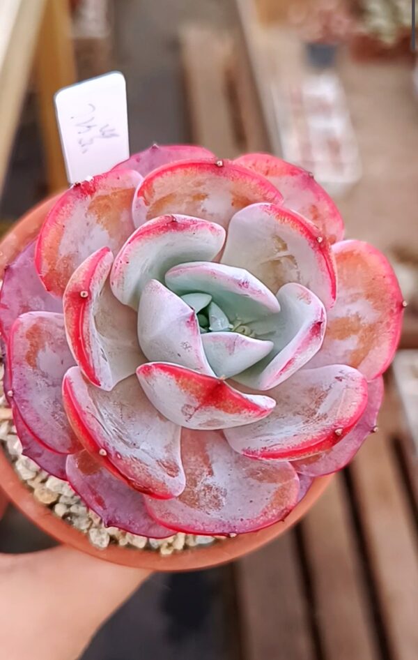 Echeveria Fairy Flavor
