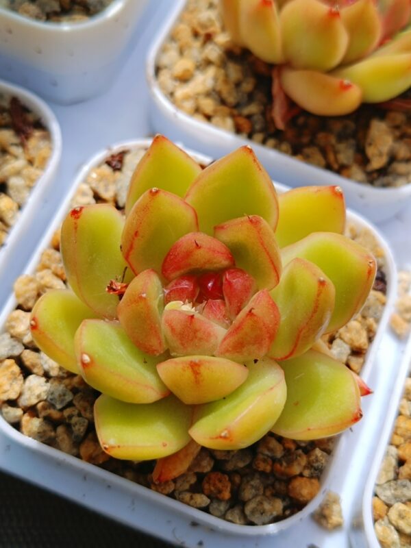 Echeveria Candy Jane S – Image 2