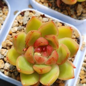 Echeveria Candy Jane S