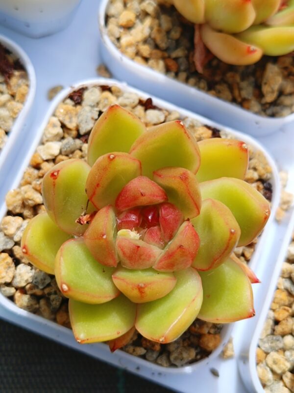 Echeveria Candy Jane S