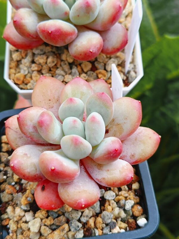 xPachyveria Sugar Baby – Image 2