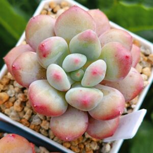 xPachyveria Sugar Baby