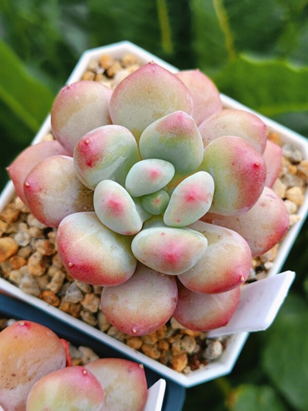 xPachyveria Sugar Baby