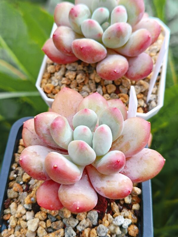 xPachyveria Sugar Baby – Image 3