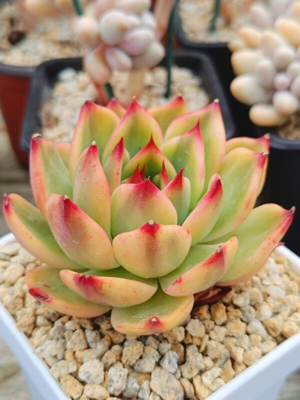 Echeveria Peach Blossom variegata – Image 2