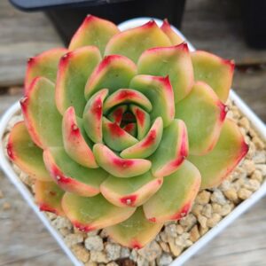 Echeveria Peach Blossom variegata