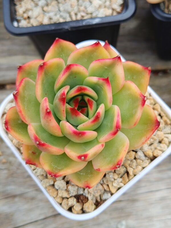 Echeveria Peach Blossom variegata