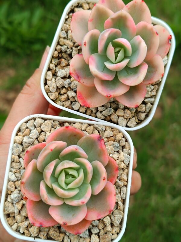 Echeveria Pink Bella – Image 2