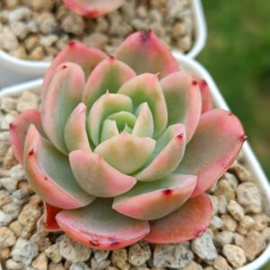 Echeveria Pink Bella