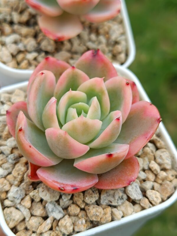 Echeveria Pink Bella