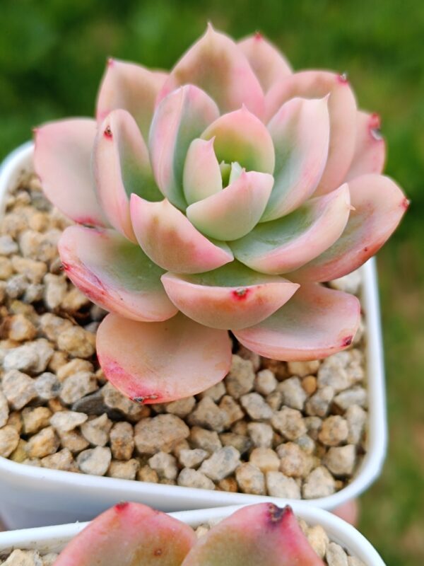 Echeveria Pink Bella – Image 3