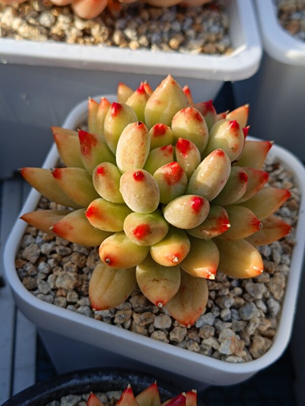 Pachyphytum Yanzi M