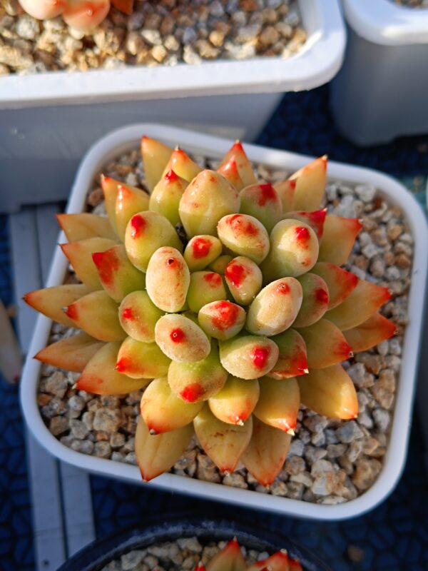 Pachyphytum Yanzi M – Image 2