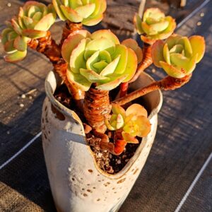 Echeveria Peach Pride cluster vieux tronc