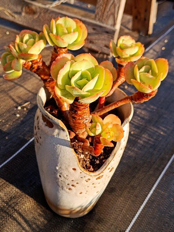 Echeveria Peach Pride cluster vieux tronc