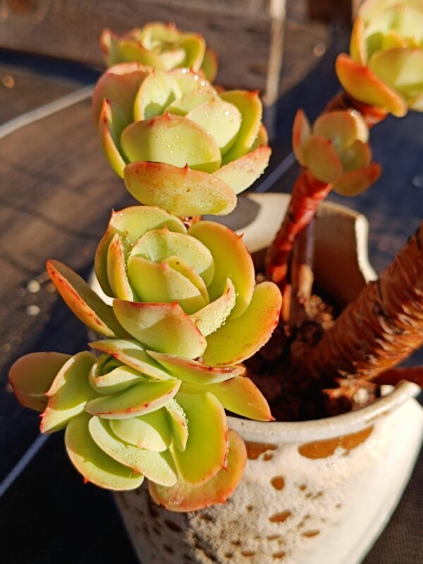 Echeveria Peach Pride cluster vieux tronc – Image 3