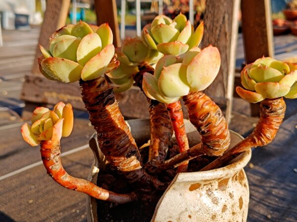 Echeveria Peach Pride cluster vieux tronc – Image 2