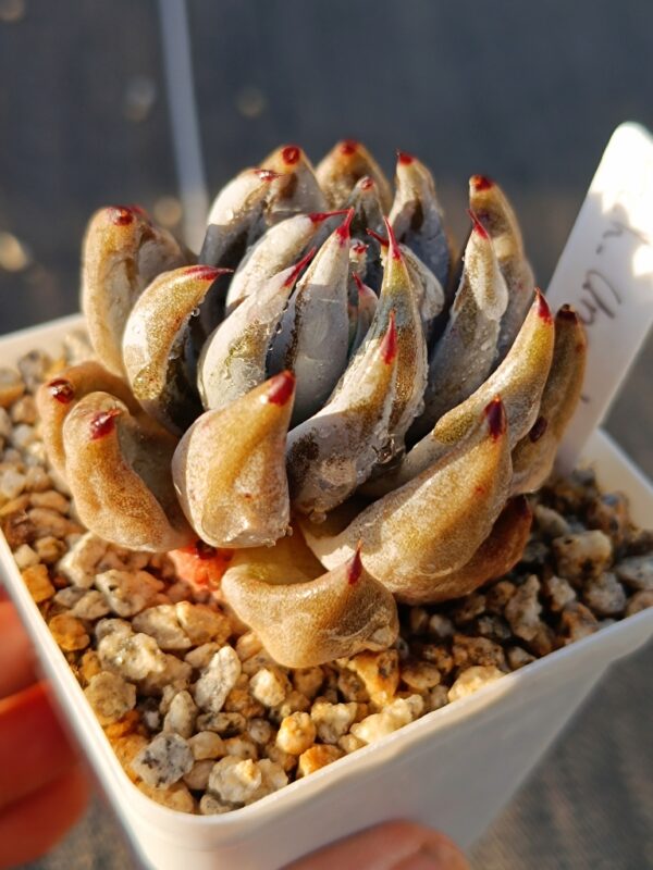 Echeveria Unguiculata – Image 2