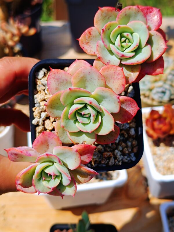 Echeveria Atlantis Cluster – Image 2