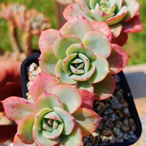 Echeveria Atlantis Cluster