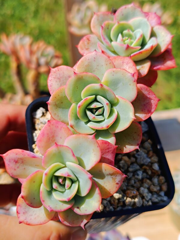 Echeveria Atlantis Cluster