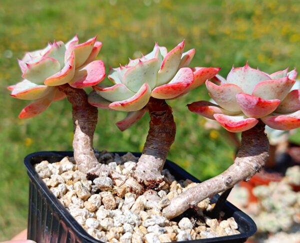 Echeveria Atlantis Cluster – Image 3