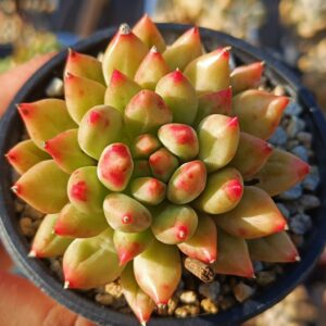 Pachyphytum Yanzi M
