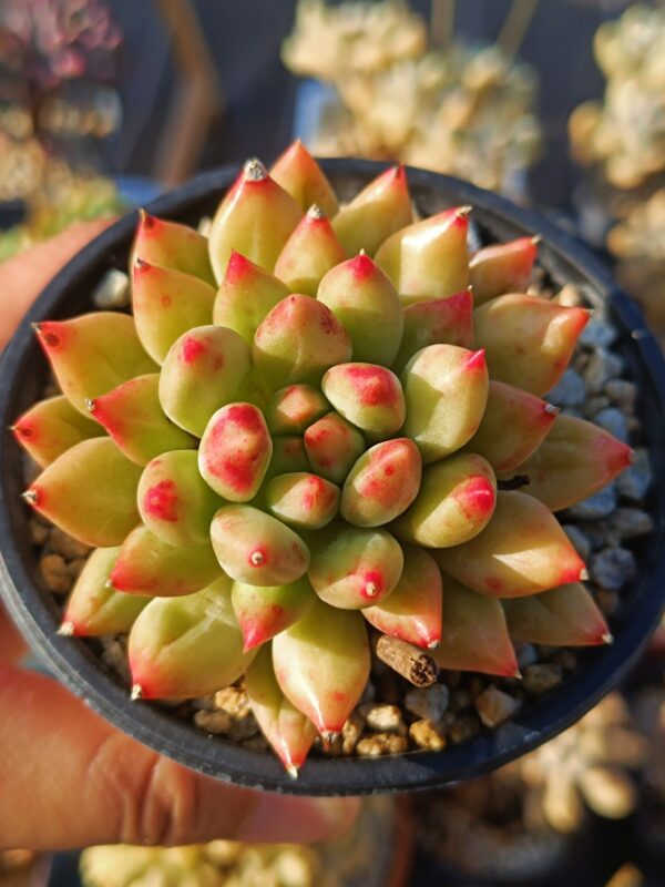 Pachyphytum Yanzi M