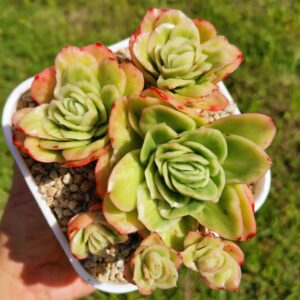 Echeveria Ice Rose Variagata Cluster