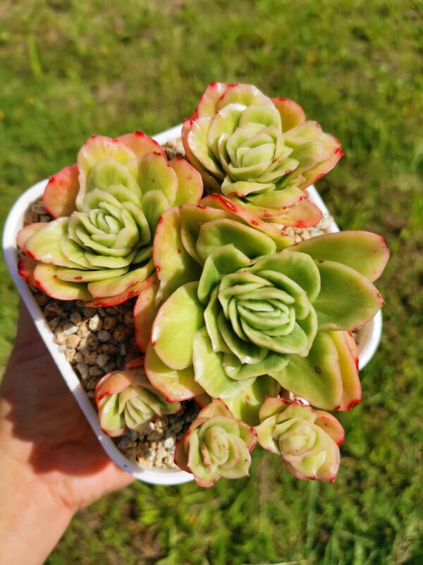 Echeveria Ice Rose Variagata Cluster