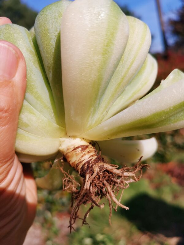Echeveria Elegans variegata XXL – Image 2