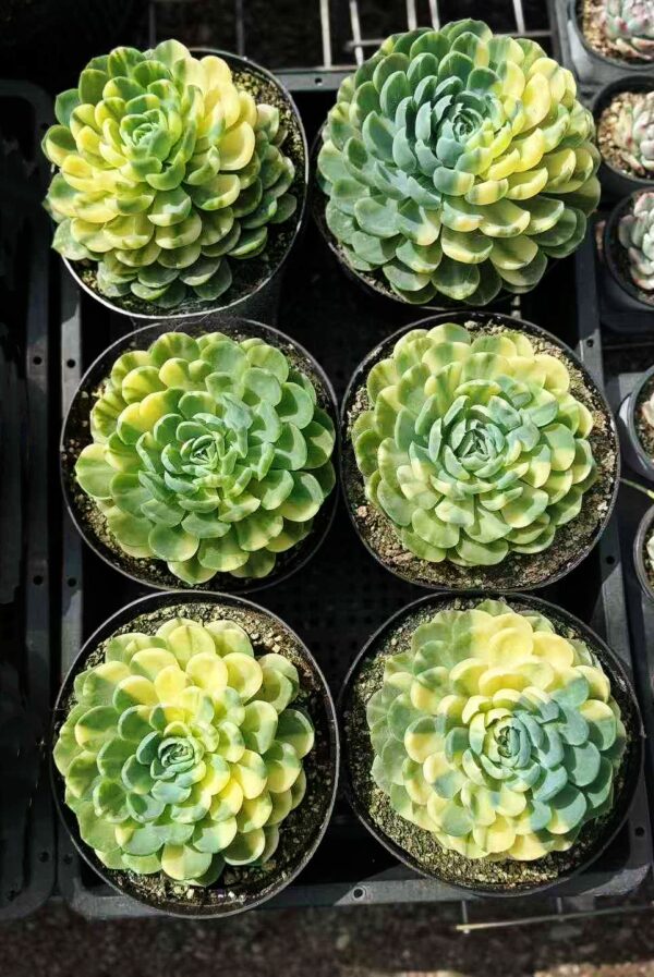 Echeveria Elegans variegata XXL – Image 3