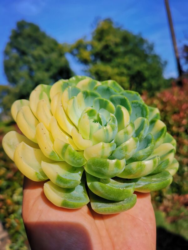 Echeveria Elegans variegata XXL – Image 4