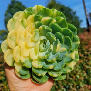 Echeveria Elegans variegata XXL